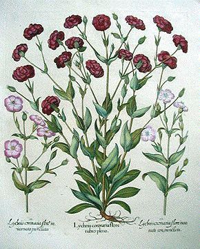 Phlox - Lychnis coronaria - горицвет венечный